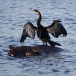 Rondreis Best of Botswana, combi met Vic Falls - AmbianceTravel