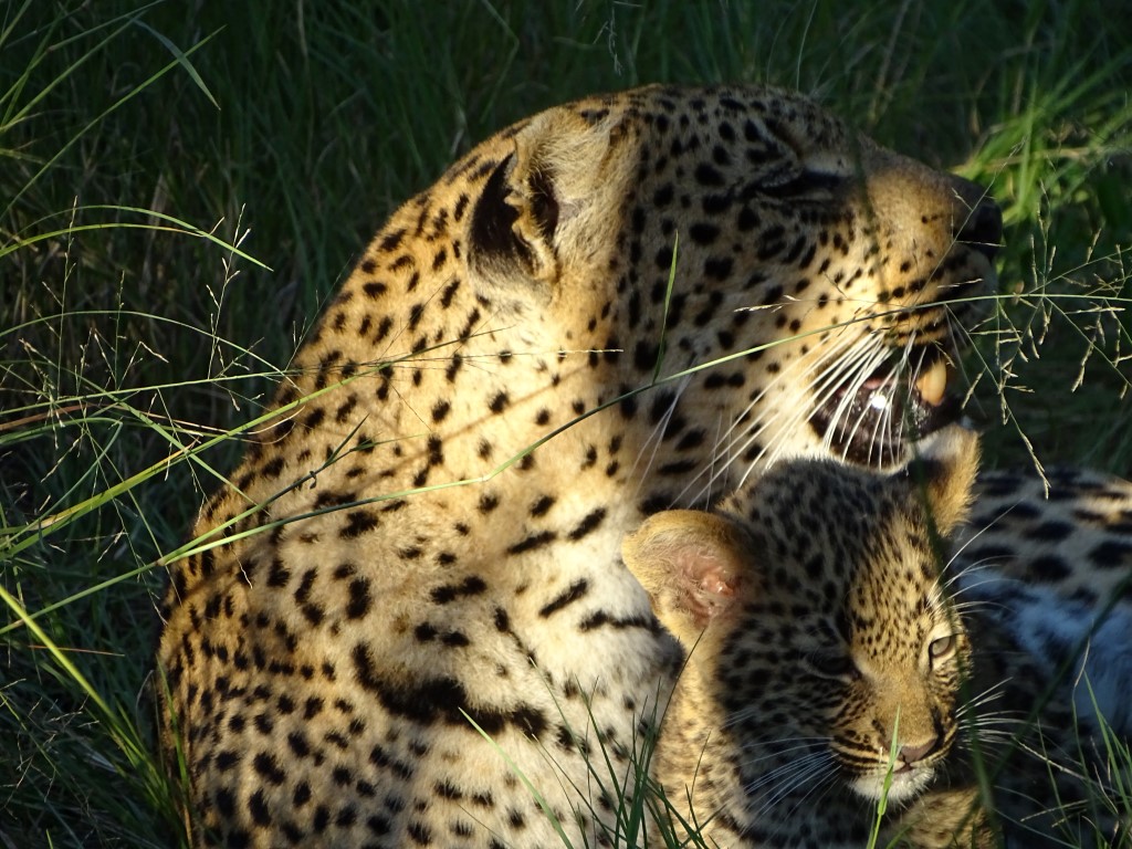 Rondreis Best of Botswana, combi met Vic Falls - AmbianceTravel