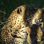 Rondreis Best of Botswana, combi met Vic Falls - AmbianceTravel