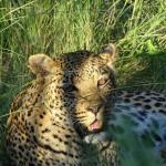 Rondreis Best of Botswana, combi met Vic Falls - AmbianceTravel