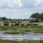 Olifanten in Botswana