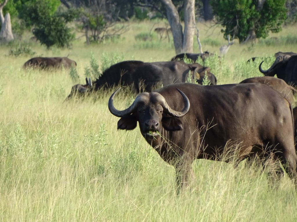 Rondreis Best of Botswana, combi met Vic Falls - AmbianceTravel