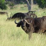 Rondreis Best of Botswana, combi met Vic Falls - AmbianceTravel