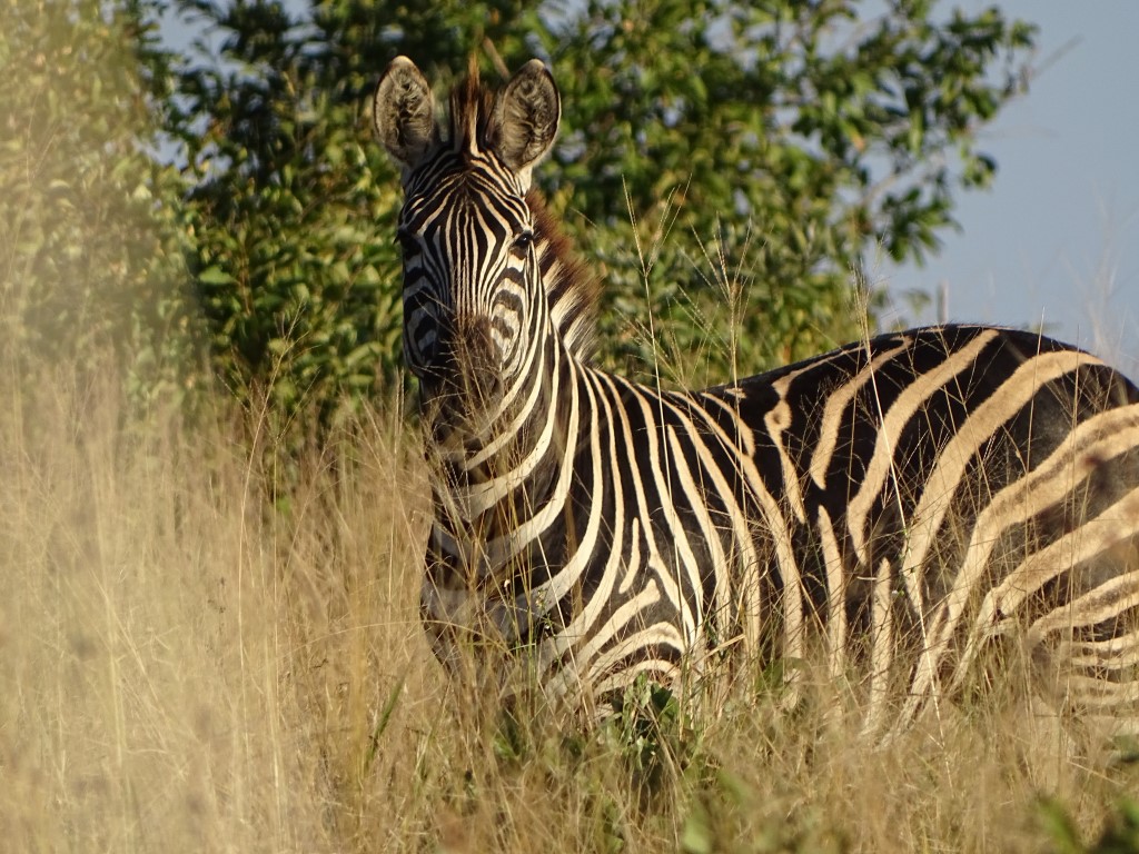 Op safari in Timbavati Private Game Reserve - AmbianceTravel