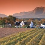 Rondreis Zuid-Afrika Robertsonwijnvelden