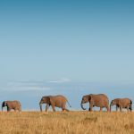 Rondreis Zuid-Afrika Addo Elephant National Park