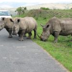 Rondreis Zuid-Afrika Addo neushoorns