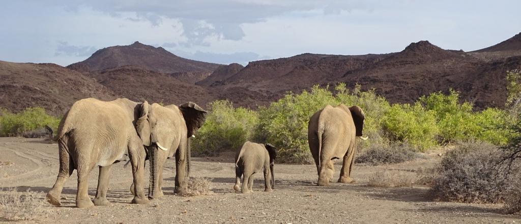 Rondreis Namibië: Damaraland