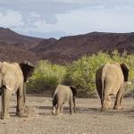 Rondreis Namibië: Damaraland