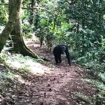 Chimpansees in Nyungwe