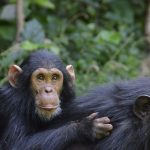 Chimpansee trekking Rwanda