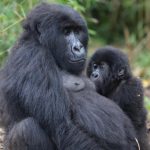 Gorilla's Rwanda