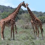 Akagera giraffen