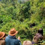 Gorilla trekking Rwanda