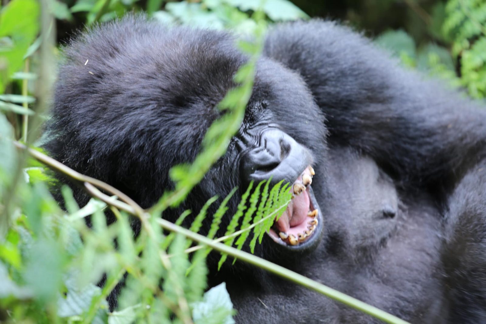 De gorilla’s en chimpansees van Rwanda (Comfort, 11 dagen; met chauffeur) - AmbianceTravel